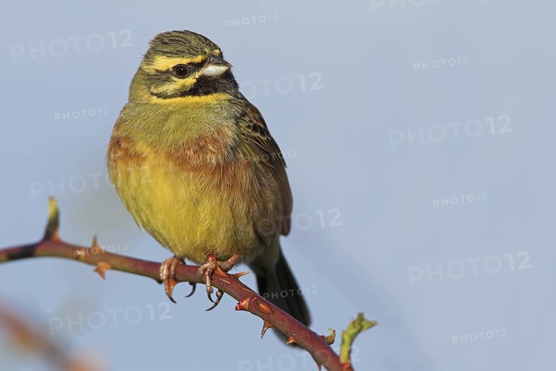 Cirl Bunting (Emberiza cirlus) male, Rhineland-Palatinate, Germany
