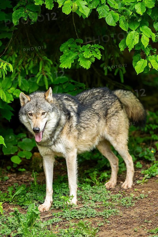 European gray wolf (Canis lupus lupus) in the forest, Germany