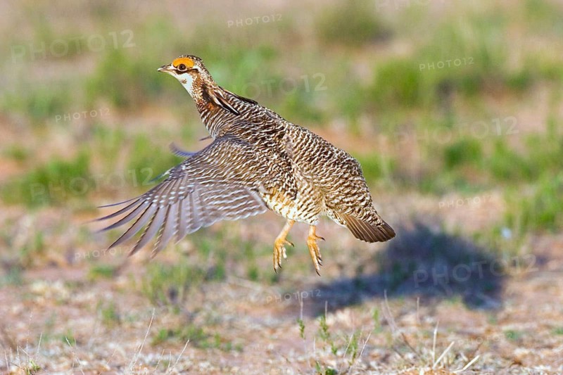 Lesser Prairie-Chicken Tympanuchus pallidicinctus Milnesand, New Mexico, United States 11 May Adult Male performing a jump during display. Phasianidae