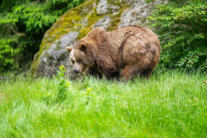 Eurasian brown bear (Ursus arctos arctos) walking on a meadow, Bavarian Forest, Bavaria, Germany