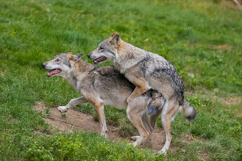 Two adult male eurasian gray wolves (Canis lupus lupus), social behaviour, dominance