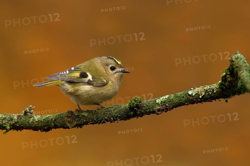 Goldcrest (Regulus regulus), Utrecht, Netherlands