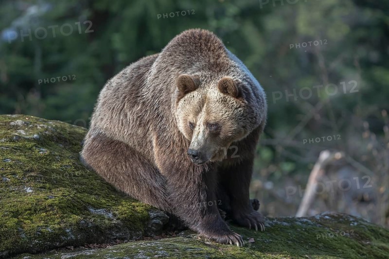 One female Eurasian brown bear (Ursus arctos arctos) resting on a mossy rock. Green vegetation in the background and a late light spot on the bear