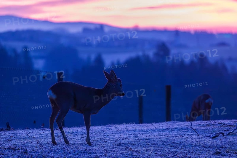 A female roe deer (Capreolus capreolus) stands in a meadow after a very cold night and waits for the sun to rise