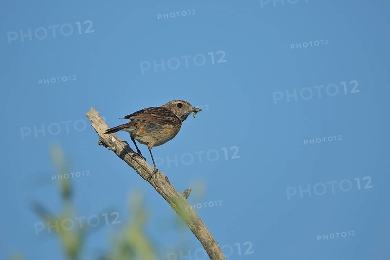 Female stonechat (Saxicola torquata) with food on branch, Malpartida de Plasencia, Extremadura, Spain