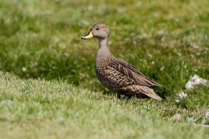 Yellow-billed Pintail, Anas georgica, Antarctica, South Georgia
