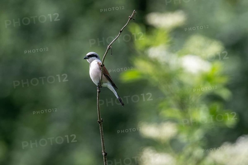 Red-backed Shrike (Lanius collurio), Emsland, Lower Saxony, Germany