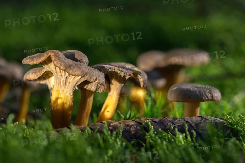 Cantharellus infundibuliformis, craterellus tubaeformis, pierced larch, funnel chanterelle, yellow-stemmed trumpet chanterelle, autumn chanterelle, trumpet chanterelle, yellowfoot, fungi, mushrooms, winter mushroom