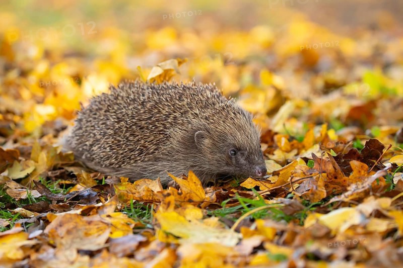 European hedgehog (Erinaceus europaeus) adult animal on a garden lawn with fallen autumn leaves, England, United Kingdom