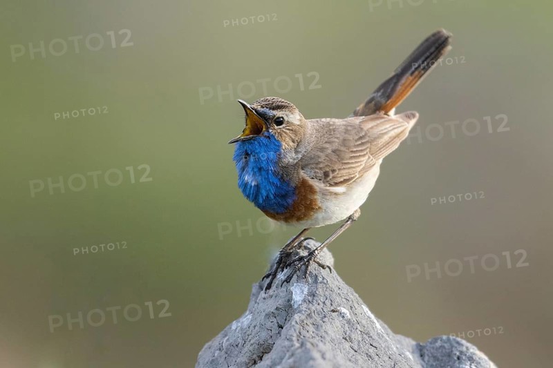 Bluethroat (Luscinia svecica cyanecula) male singing, Armenia