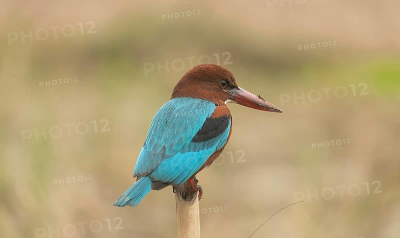 A white-throated kingfisher (Halcyon smyrnensis), Sreepur, Gazipur, Bangladesh