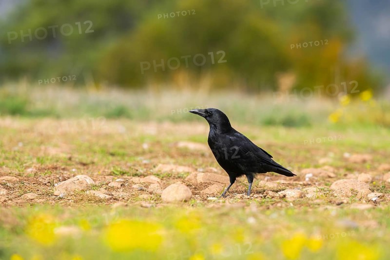 Common raven (Corvus corax) on a flowering meadow in autumn, Pyrenees, Catalonia, Spain
