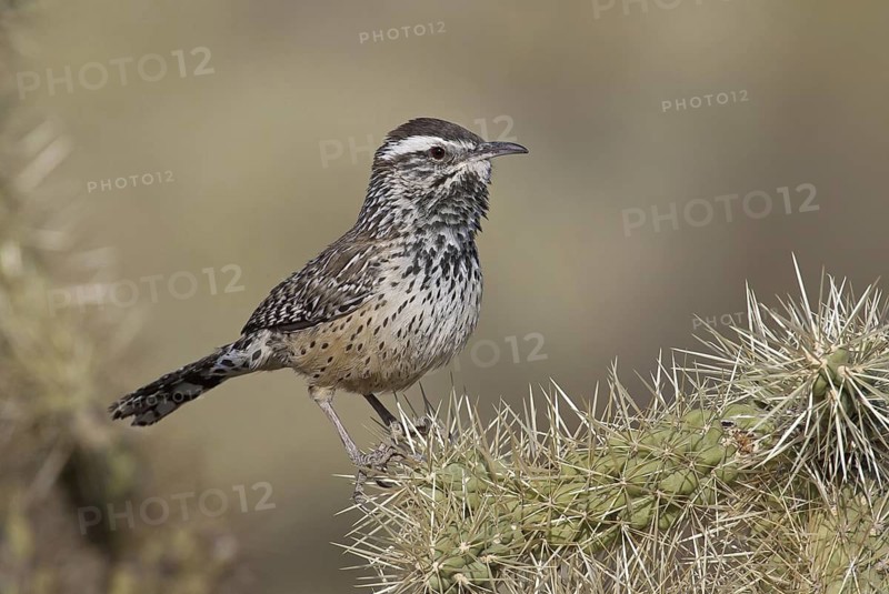 Cactus Wren (Campylorhynchus brunneicapillus), Arizona, USA