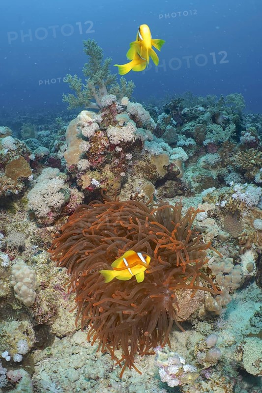 Bubble anemone (Entacmaea quadricolor)