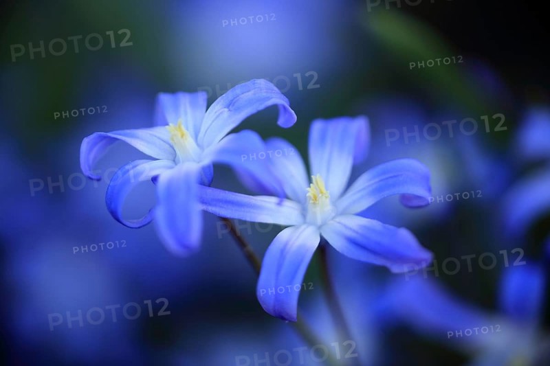 Two delicate blue flowers against a blurred background, radiating gentleness and tranquillity: Snowdrop (Chionodoxa luciliae), Baden-Württemberg, Germany