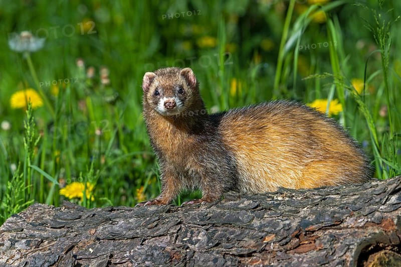 Erythristic European polecat (Mustela putorius) on the hunt, looking for prey from fallen tree trunk in meadow