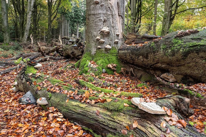 Tinder fungus (Fomes fomentarius) on beech deadwood, Emsland, Lower Saxony, Germany