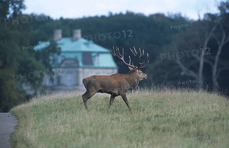 Red deer (Cervus elaphus), rutting stag, captive, near Copenhagen, Denmark