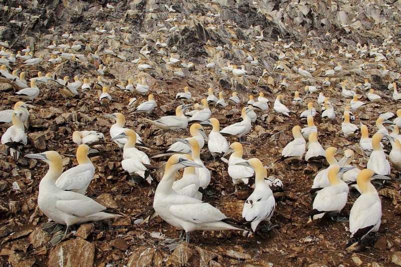 Northern Gannet (Morus bassanus), Scotland, United Kingdom