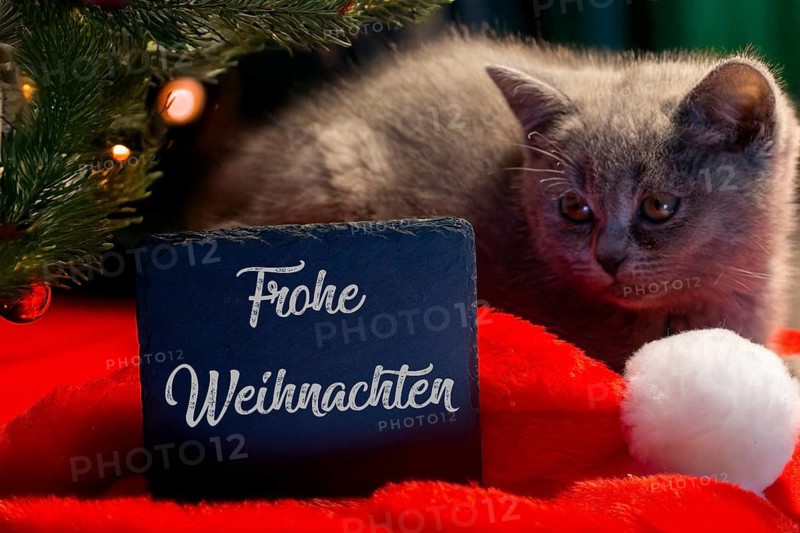 Christmas greetings: sign with the inscription FROHE WEIHNACHTEN next to a kitten