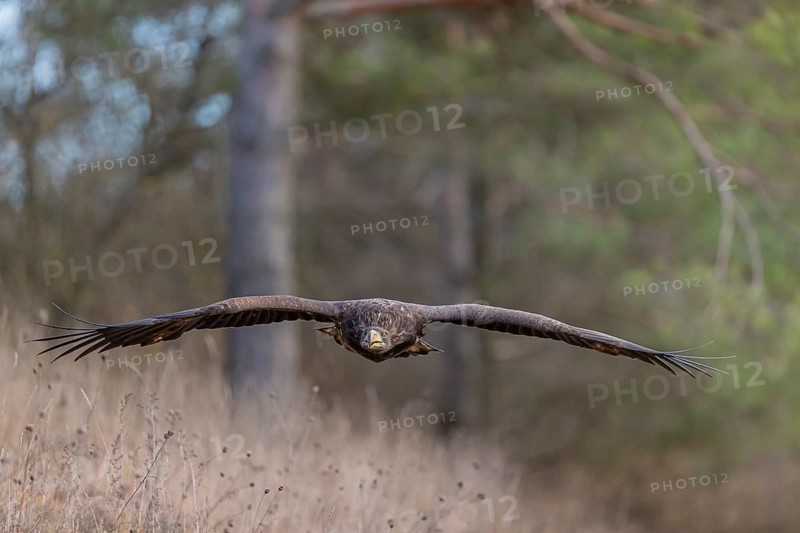 One white-tailed eagle (Haliaeetus albicilla) flying off of a pine tree standing in dry grass on hilly ground. A pine forest in the background