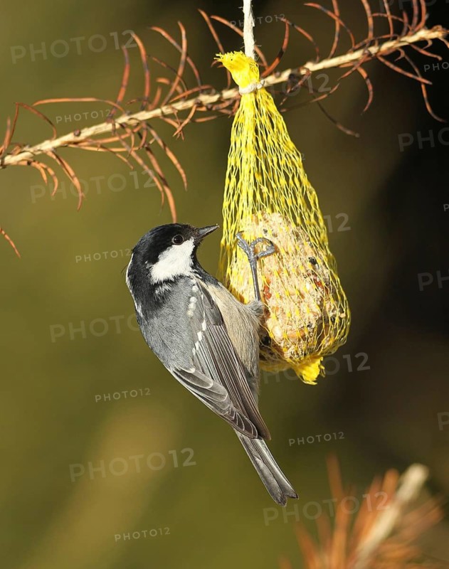 Coal Tit (Periparus ater) at winter feeding, Allgäu, Bavaria, Germany
