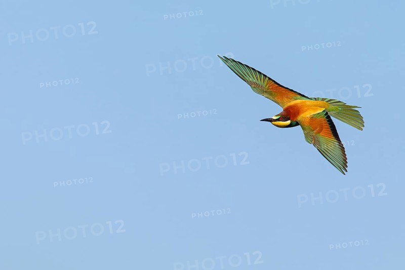 Bee-eater, (Merops apiaster), flight photo, Tiszaalpár, Kiskunsági National Park, Bács-Kiskun, Hungary