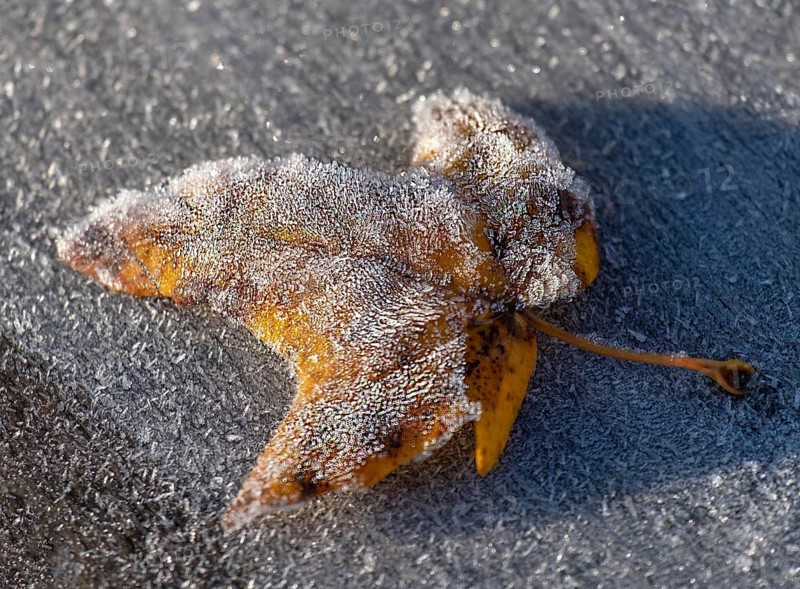 An autumn leaf, covered with frosty hoarfrost, lies on icy ground in a cold environment, Münsterland, North Rhine-Westphalia, Germany