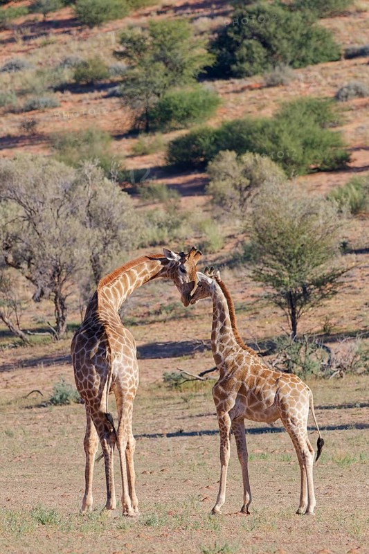 South African giraffes (Giraffa camelopardalis giraffa), display of affection between an adult male and a young male, face to face, in the dry Auob riverbed, Kgalagadi Transfrontier Park, Northern Cape, South Africa