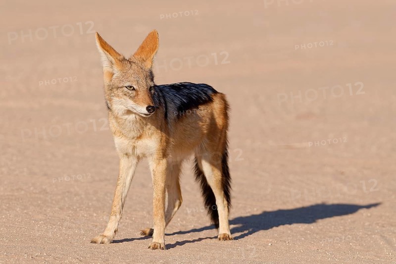 Black-backed jackal (Lupulella mesomelas), adult animal, standing on a dirt road, looking towards camera, alert, Kgalagadi Transfrontier Park, Northern Cape, South Africa