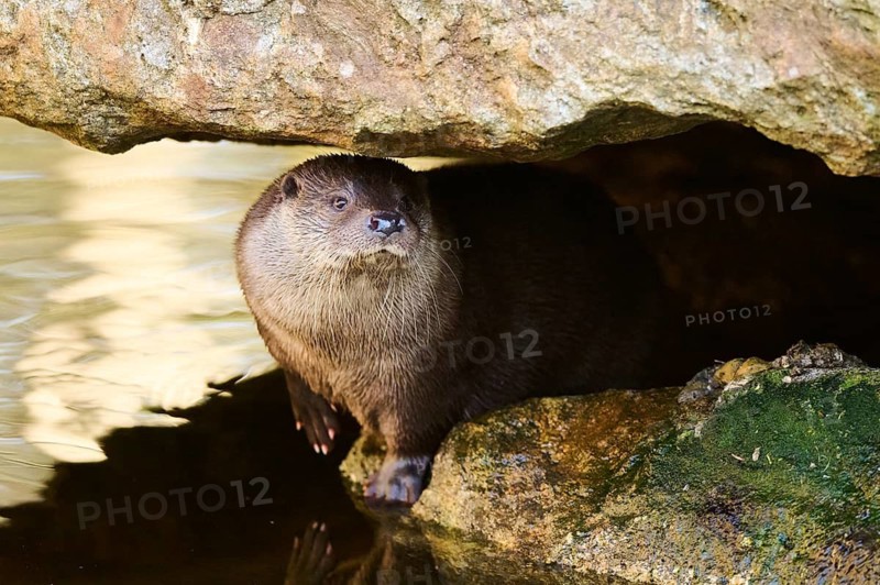 Eurasian otter (Lutra lutra) on the shore of a little lake in the bavarian forest, Bavaria, Germany