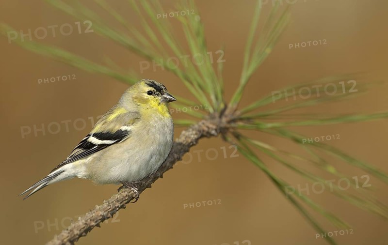 American Goldfinch (Spinus tristis) male perched on a branch, Texas, USA
