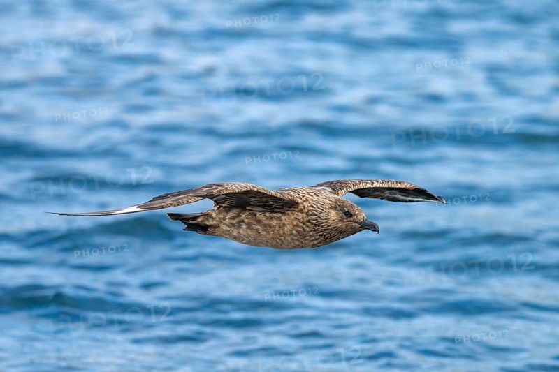 Great skua (Stercorarius skua), in flight, Noss Island, Shetland Islands, Scotland, Great Britain