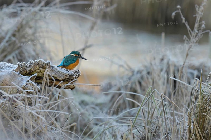 Kingfisher (Alcedo atthis), sits, frosty, ice, winter, Lower Austria