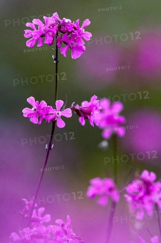 Caryophyllaceae, common pitchclove, clove family, pitchclove, Sweden, silene viscaria, sticky catchfly, flora, high size, portrait format, plants, Sweden, Öland