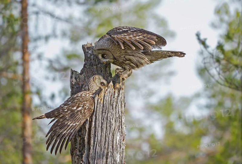 Great Grey Owl (Strix nebulosa) female offering a vole to the chicks, Suomussalmi, Finland