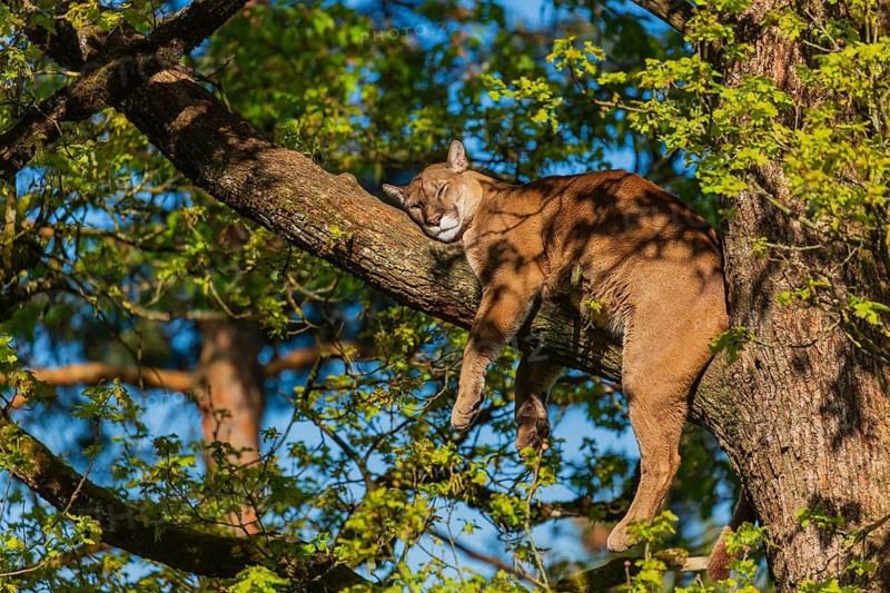 One adult cougar, Puma concolor, rests on a big branch high up in an oak tree