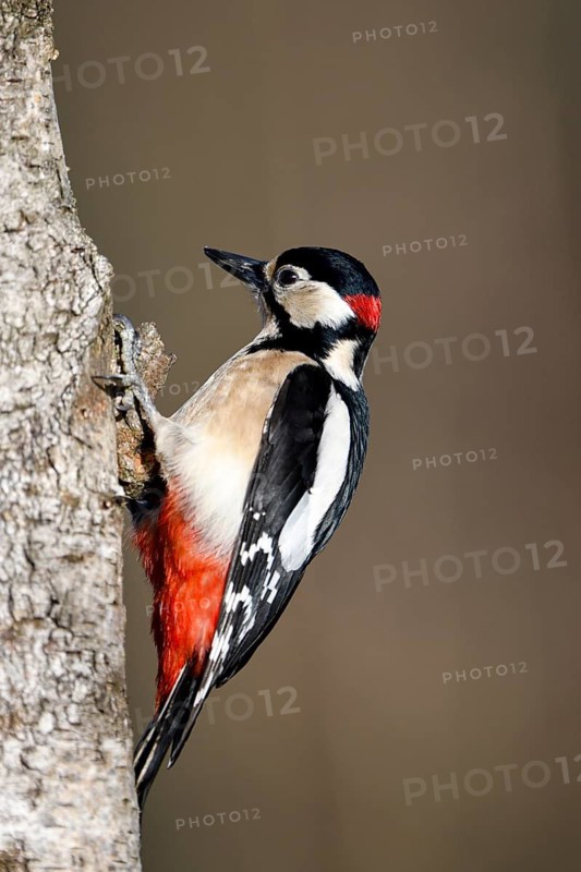 Great spotted woodpecker (Dendrocopos major), male, Dingdener Heide nature reserve, North Rhine-Westphalia, Germany