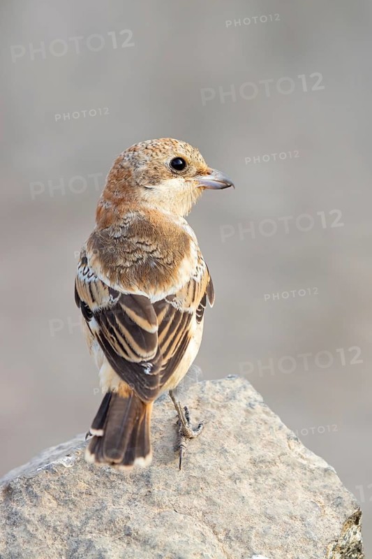 Rotkopfwürger, Woodchat Shrike, Lanius senator, Pie-grièche à tête rousse, Alcaudón Común