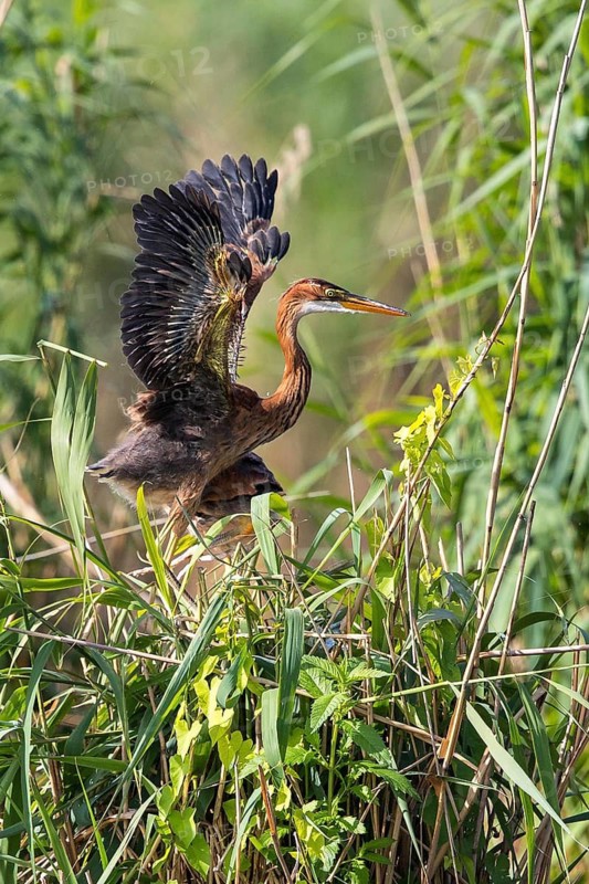 Purple Heron (Ardea purpurea) juvenile in reedbed, Baden-Wuerttemberg, Germany