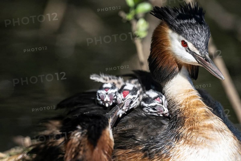 Great Crested Grebe (Podiceps Scalloped ribbonfish) with juveniles, Emsland, Lower Saxony, Germany