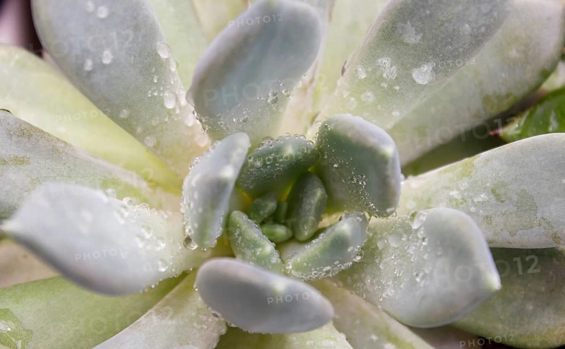 Beautiful succulent plant in greenhouse. Closeup, floral patterns, selective focus