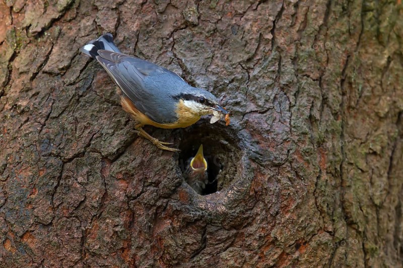 Eurasian Nuthatch (Sitta europaea) feeds at nesting hole, Utrecht, Netherlands