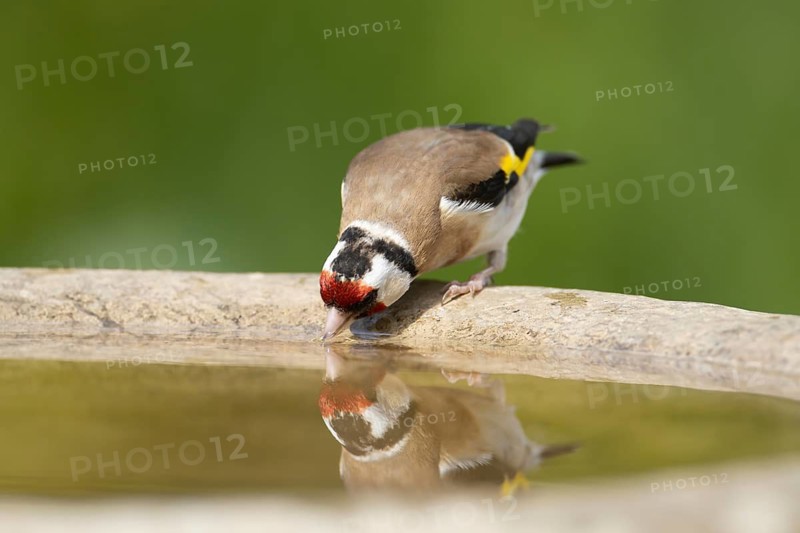 European goldfinch (Carduelis carduelis) adult garden bird drinking water from a bird bath, England, United Kingdom