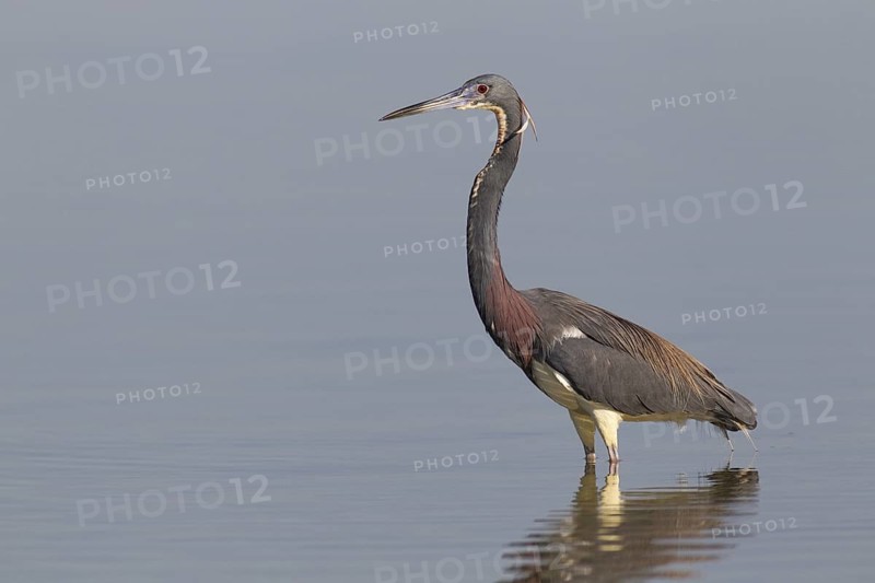 Tricolored Heron (Egretta tricolor), Florida, USA