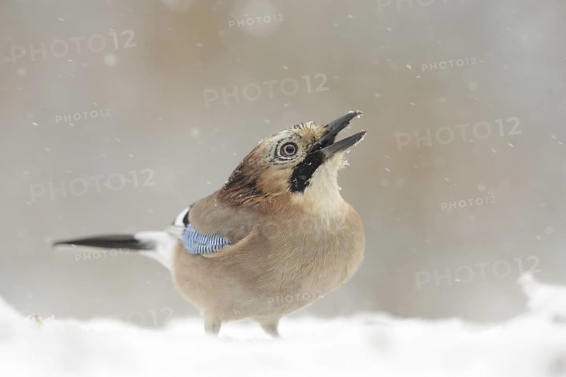 Eurasian Jay (Garrulus glandarius), North Rhine-Westphalia, Germany