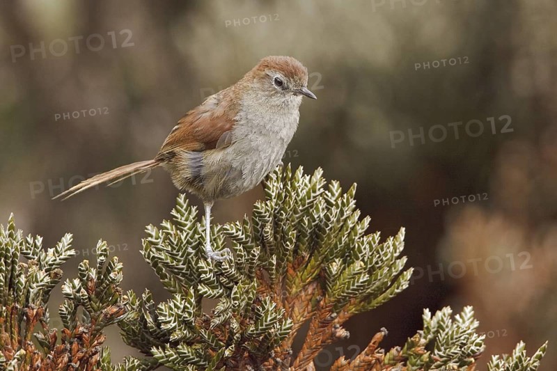 White-chinned Thistletail (Asthenes fuliginosa), Ecuador