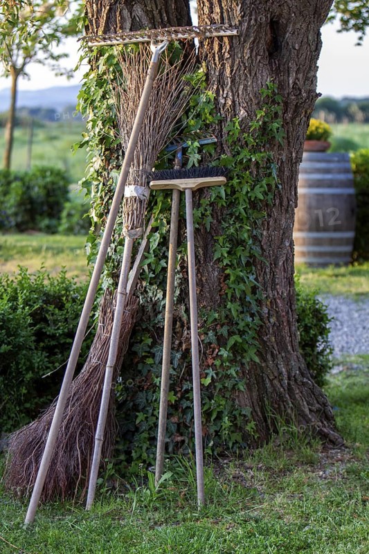 Garden tools leaning against a tree, Tuscany, Italy