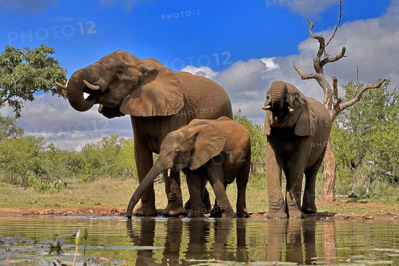 African elephant (Loxodonta africana), adult, female, mother, two young, mother with young, at the water, drinking, Kruger National Park, Kruger National Park, South Africa