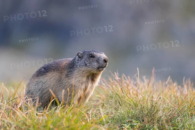 One young Alpine Marmot, Marmota marmota, sitting on grass